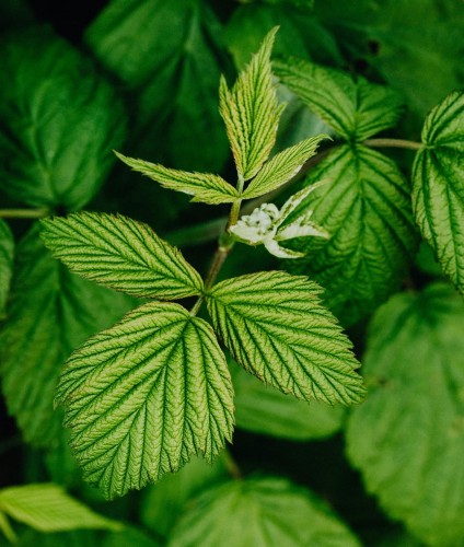 malina-glen-ample-rubus-idaeus-duze-czerwone-owoce-bezkolcowa-odmiana-deserowa-sadzonka-sadzonki-zielona-para-zielonapara