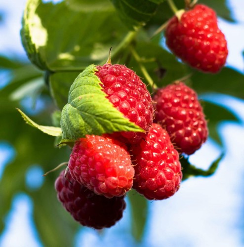 malina-glen-ample-rubus-idaeus-duze-czerwone-owoce-bezkolcowa-odmiana-deserowa-sadzonka-sadzonki-zielona-para-zielonapara