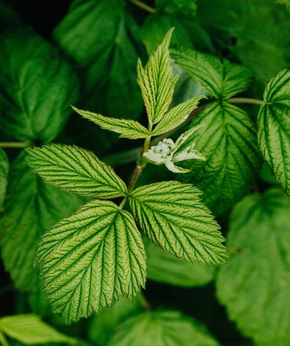 malina-canby-rubus-idaeus-czerwone-owoce-bezkolcowa-odmiana-deserowa-sadzonka-sadzonki-zielona-para-zielonapara