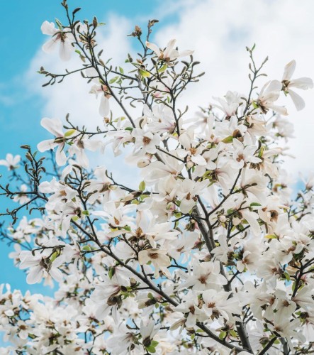 magnolia