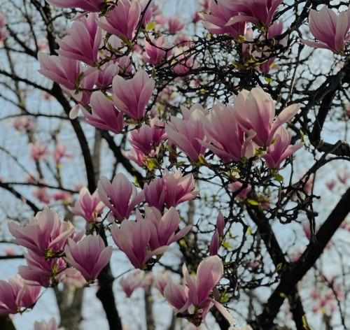 magnolia