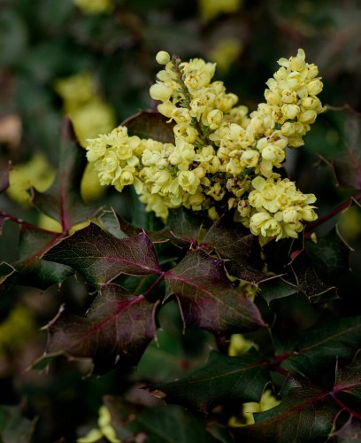 mahonia-pospolita-mahonia-aquifolium-zimozielone-liscie-zolte-kwiaty-niebieskie-owoce-krzew-ozdobny-sadzonka-sadzonki-zielona-para-zielonapara