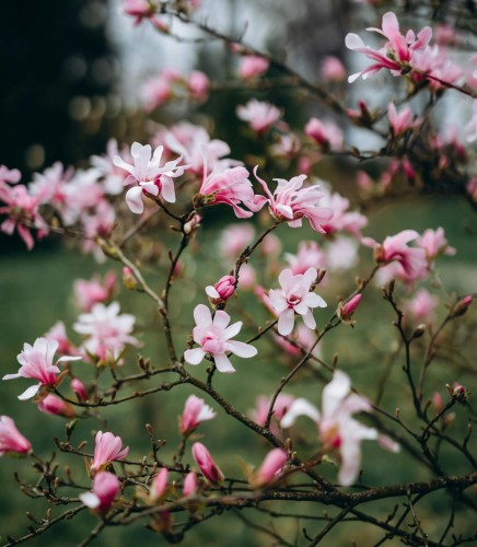 magnolia