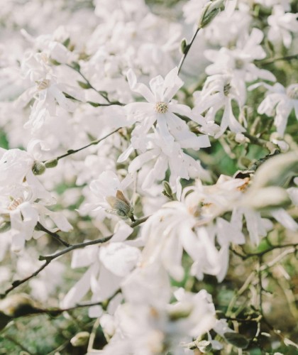 magnolia