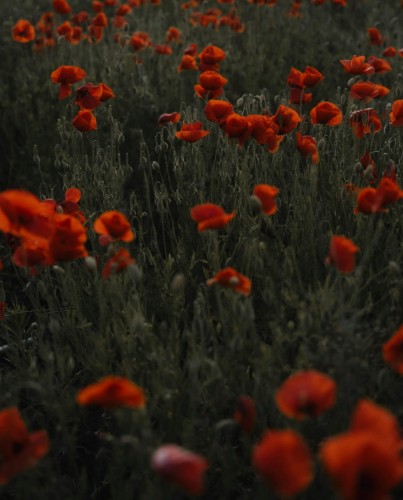 mak-wschodni-brilliant-papaver-orientale-intensywnie-czerwone-kwiaty-duze-platki-bylina-na-rabatki-sadzonka-sadzonki-zielona-para-zielonapara