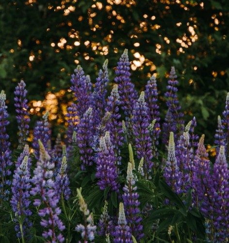 lubin-ogrodowy-gallery-blue-lupinus-polyphyllus-niebieskie-kwiaty-gesty-pokroj-bylina-na-rabatki-sadzonka-sadzonki-zielona-para-zielonapara