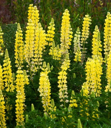 lubin-ogrodowy-gallery-gelb-lupinus-polyphyllus-zolte-kwiaty-gesty-pokroj-bylina-na-rabatki-sadzonka-sadzonki-zielona-para-zielonapara