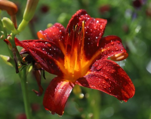liliowiec-pardon-me-hemerocallis-pardon-me-ciemnoczerwone-kwiaty-niska-bylina-na-rabatki-sadzonka-sadzonki-zielona-para-zielonapara