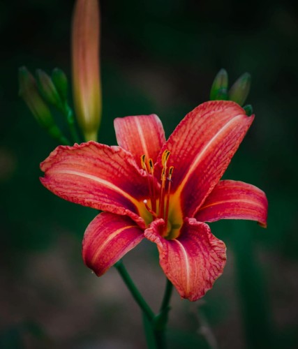 liliowiec