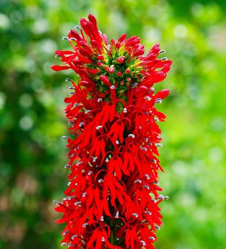 Lobelia lśniąca Queen Vicoria