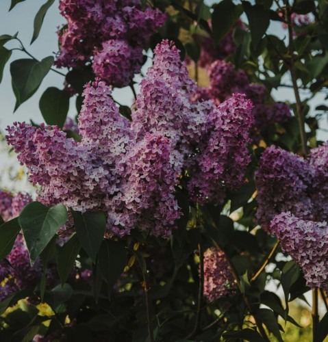 lilak-chinski-saugeana-fioletowy-syringa-x-chinensis-gesty-pokroj-fioletowe-kwiaty-obfite-kwitnienie-sadzonka-sadzonki-zielona-para-zielonapara