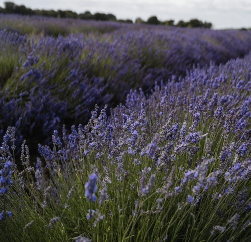 lawenda-waskolistna-dwarf-blue-lavandula-angustifolia-kompaktowy-pokroj-fioletowe-kwiaty-zimozielona-bylina-sadzonka-sadzonki-zielona-para-zielonapara