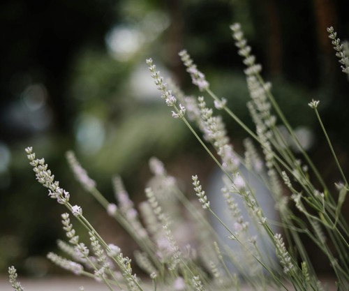 lawenda-waskolistna-edelweiss-lavandula-angustifolia-biale-kwiaty-zimozielona-aromatyczna-bylina-sadzonka-sadzonki-zielona-para-zielonapara