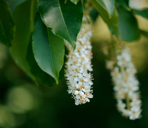 laurowisnia-prunus-laurocerasus-zielonapara-sadzonka-duza-zdrowa-biale-kwiaty.jpg