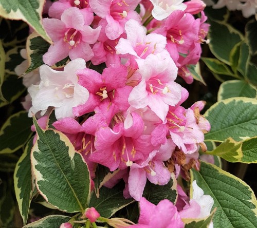 Krzewuszka cudowna Variegata 