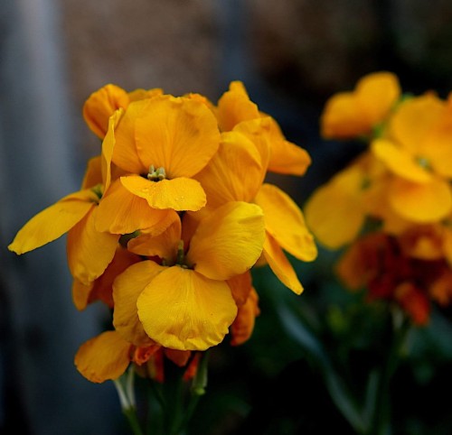 laklak-pachnacy-sugar-rush-primrose-erysimum-cheiri-kremowozolte-kwiaty-wczesne-kwitnienie-bylina-sadzonka-sadzonki-zielona-para-zielonapara