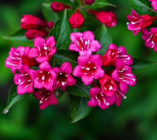 krzewuszka-weigela-florida-zielonapara-sadzonka-duza-zdrowa-rozowe-kwiaty.jpg