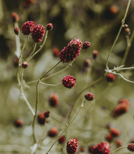 Krwiściąg lekarski 