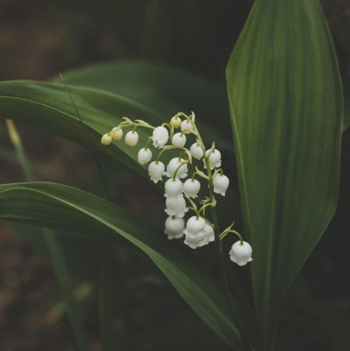 konwalia-majowa-convallaria-majalis-biale-dzwonkowate-kwiaty-intensywny-zapach-bylina-do-cienia-sadzonka-sadzonki-zielona-para-zielonapara