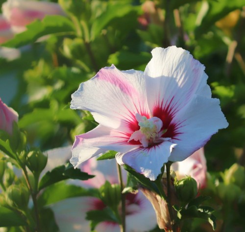 Ketmia syryjska hibiskus Starbust Chiffon 