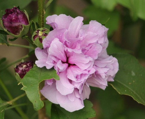 ketmia-Hibiscus-Hibiscus-zielonapara-zielona-para-sadzonka-0489.jpg