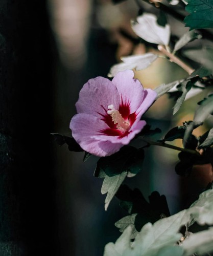 ketmia-Hibiscus-Hibiscus-zielonapara-zielona-para-sadzonka-0488.jpg