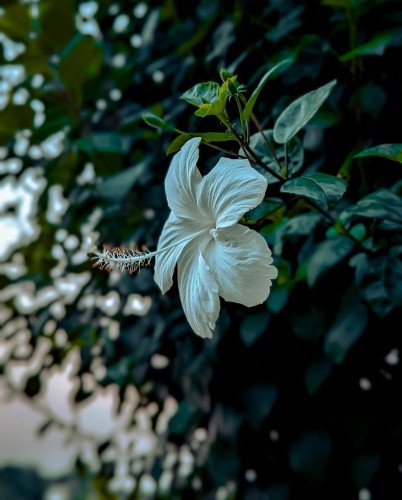 ketmia-Hibiscus-Hibiscus-zielonapara-zielona-para-sadzonka-0487.jpg