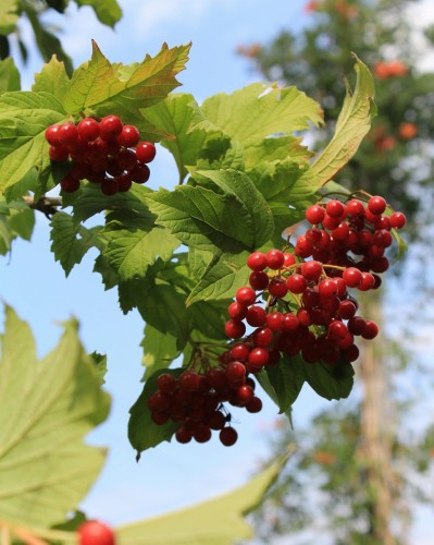 kalina-koralowa-viburnum-opulus-compactum-zielonapara-sadzonka-duza-zdrowa-biale-kwiaty-czerwone-owoce