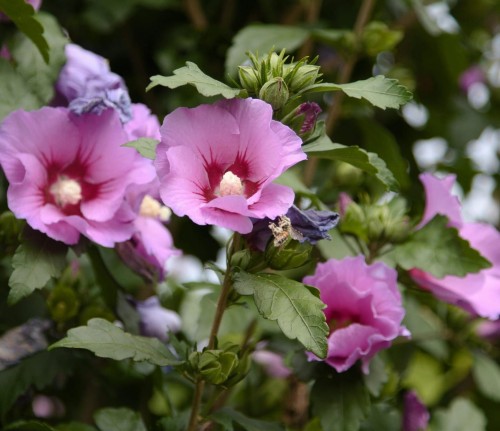 ketmia-Hibiscus-Hibiscus-zielonapara-zielona-para-sadzonka-0488.jpg