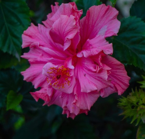 ketmia-Hibiscus-Hibiscus-zielonapara-zielona-para-sadzonka-0489.jpg