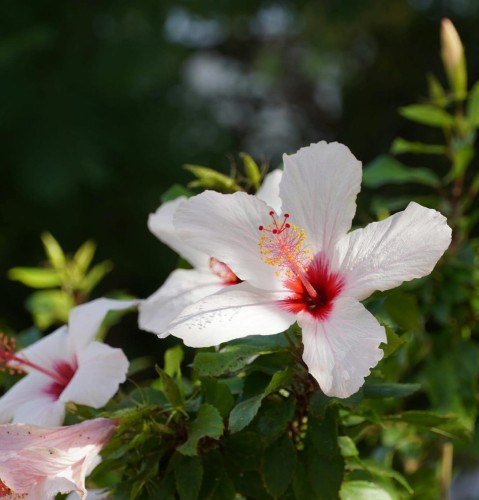 Ketmia syryjska hibiskus Red Heart