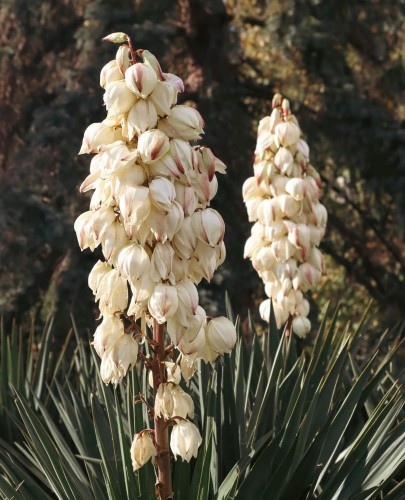 jukka-karolinska-yucca-filamentosa-zielonapara-sadzonka-duza-zdrowa-biale-kwiaty