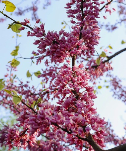 judaszowiec-poludniowy-cercis-siliquastrum-rozowofioletowe-kwiaty-na-pedach-wiosna-dekoracyjne-liscie-drzewo-ozdobne-sadzonka-sadzonki-zielona-para-zielonapara