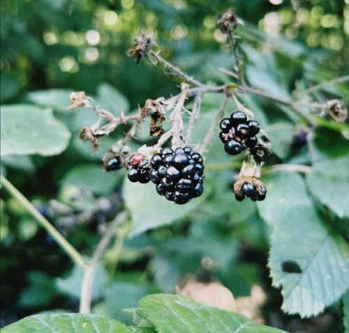 jezyna-arapaho-rubus-fruticosus-wczesna-bezkolcowa-odmiana-slodkie-czarne-owoce-sadzonka-sadzonki-zielona-para-zielonapara