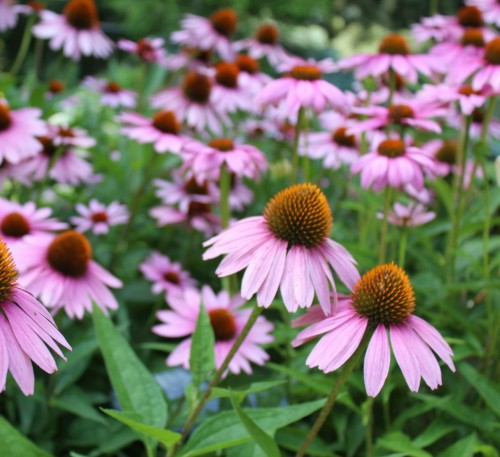 jezowka-fountain-light-purple-echinacea-purpurea-jasnofioletowe-kwiaty-miododajna-bylina-na-rabatki-sadzonka-sadzonki-zielona-para-zielonapara