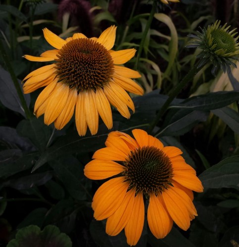 jezowka-purpurowa-lakota-orange-echinacea-purpurea-pomaranczowe-kwiaty-miododajna-bylina-na-rabatki-sadzonka-sadzonki-zielona-para-zielonapara