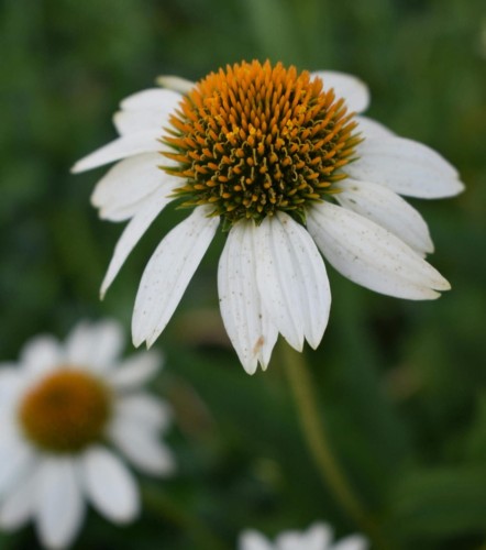 jezowka-white-swan-p9-echinacea-purpurea-biale-kwiaty-miododajna-bylina-na-rabatki-sadzonka-sadzonki-zielona-para-zielonapara