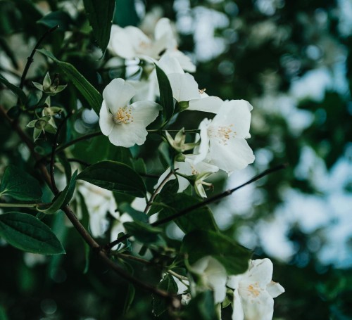 jasminowiec-wonny-erectus-philadelphus-coronarius-wyprostowany-pokroj-biale-kwiaty-intensywny-zapach-krzew-ozdobny-sadzonka-sadzonki-zielona-para-zielonapara