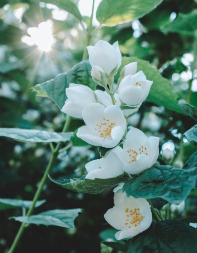 jasminowiec-wonny-philadelphus-coronarius-zielonapara-sadzonka-duza-zdrowa-biale-pachnace-kwiaty