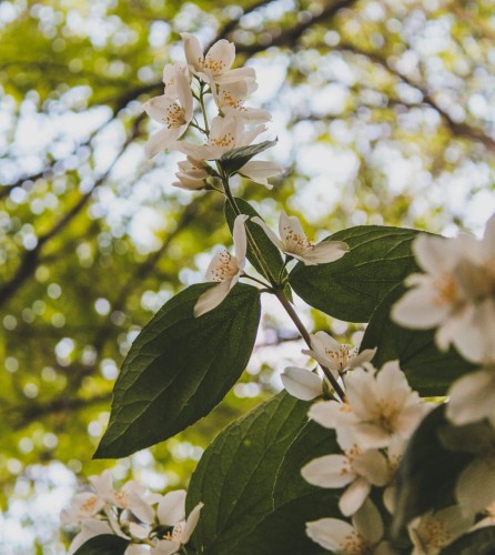 jasminowiec-wonny-justynka-philadelphus-coronarius-biale-kwiaty-pelne-odporny-krzew-ozdobny-sadzonka-sadzonki-zielona-para-zielonapara