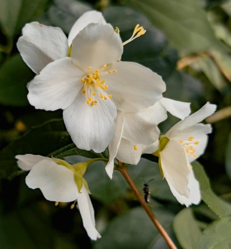 jasminowiec-wonny-virginal-philadelphus-virginal-pelne-biale-kwiaty-intensywny-zapach-krzew-ozdobny-sadzonka-sadzonki-zielona-para-zielonapara