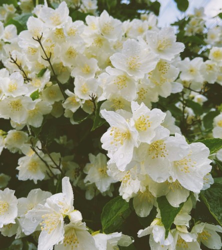 jasminowiec-wonny-kalina-philadelphus-coronarius-kalina-biale-kwiaty-zwarty-pokroj-krzew-ozdobny-sadzonka-sadzonki-zielona-para-zielonapara