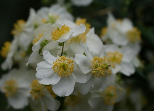 jasminowiec-wonny-limestone-philadelphus-coronarius-limestone-biale-kwiaty-kompaktowy-krzew-ozdobny-sadzonka-sadzonki-zielona-para-zielonapara