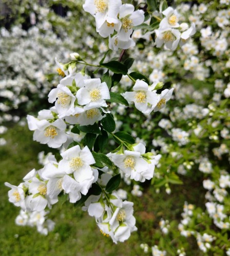 jasminowiec-minnesota-snowflake-philadelphus-minnesota-snowflake-pelne-biale-kwiaty-mocny-zapach-krzew-ozdobny-sadzonka-sadzonki-zielona-para-zielonapara