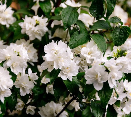 jasminowiec-philadelphus-coronarius-biale-kwiaty-intensywny-zapach-krzew-ozdobny-na-zywoplot-sadzonka-sadzonki-zielona-para-zielonapara