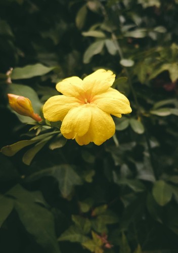 jasmin-nagokwiatowy-jasminum-nudiflorum-zolte-kwiaty-wczesne-kwitnienie-pnacze-krzew-ozdobny-sadzonka-sadzonki-zielona-para-zielonapara