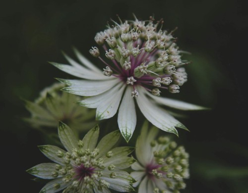 jarzmianka-wieksza-astrantia-major-zielonapara-sadzonka-duza-zdrowa-rozowe-baldachy.jpg
