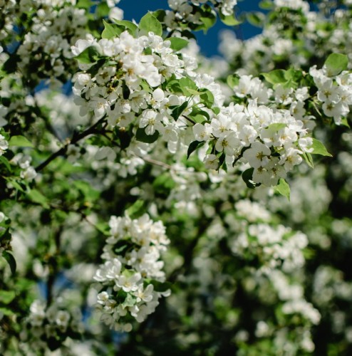 jabłoń