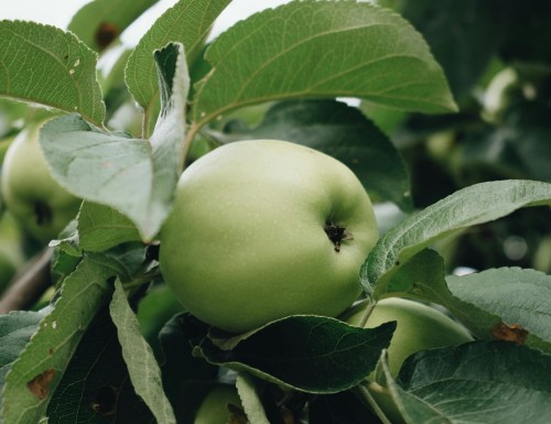jablon-papierowka-malus-domestica-wczesna-jasnozielona-kwasniejsza-aromatyczna-odmiana-sadzonka-sadzonki-zielona-para-zielonapara