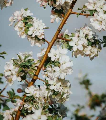 jablon-papierowka-malus-domestica-wczesna-jasnozielona-kwasniejsza-aromatyczna-odmiana-sadzonka-sadzonki-zielona-para-zielonapara